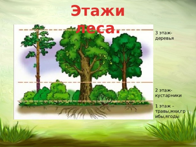 Этажи леса. 3 этаж- деревья 2 этаж-кустарники 1 этаж –травы,мхи,грибы,ягоды 