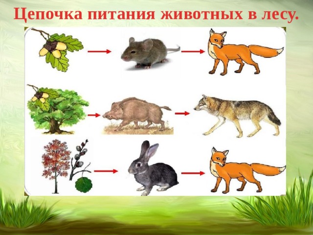 Модели цепи питания 3 класс окружающий мир. Цепь цепь питания смешанных лесов. Цепи питания лесных животных. Цепь питания жизнь леса 4 класс окружающий мир. Цепочка питания животных.