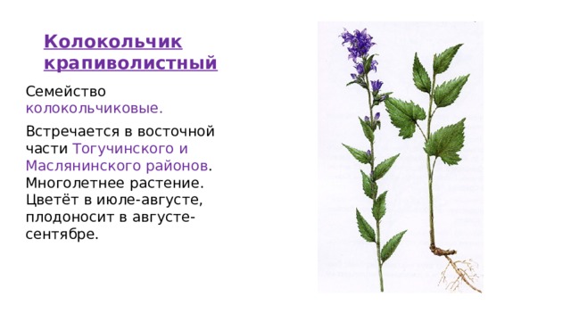 Колокольчик крапиволистный   Семейство колокольчиковые. Встречается в восточной части Тогучинского и Маслянинского районов . Многолетнее растение. Цветёт в июле-августе, плодоносит в августе-сентябре.   