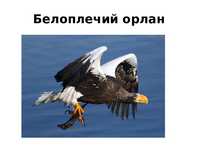 Белоплечий орлан