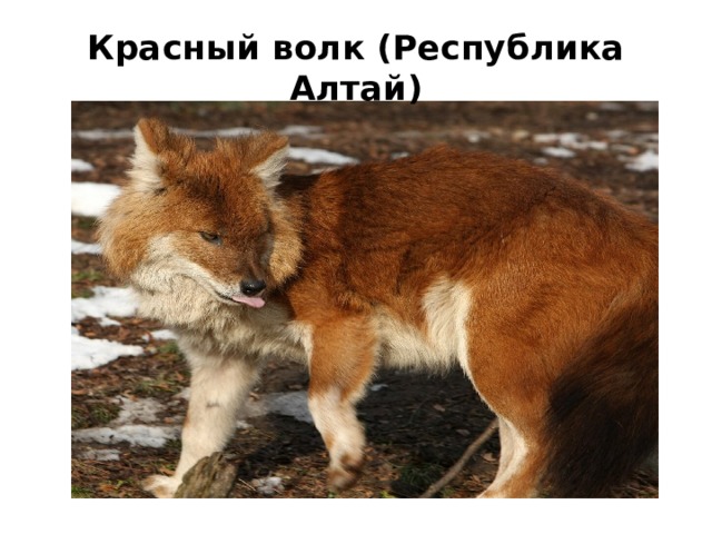 Красный волк (Республика Алтай)