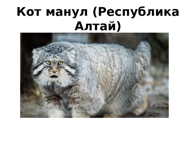 Кот манул (Республика Алтай)