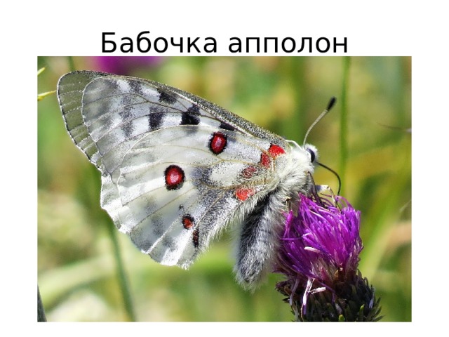 Бабочка апполон