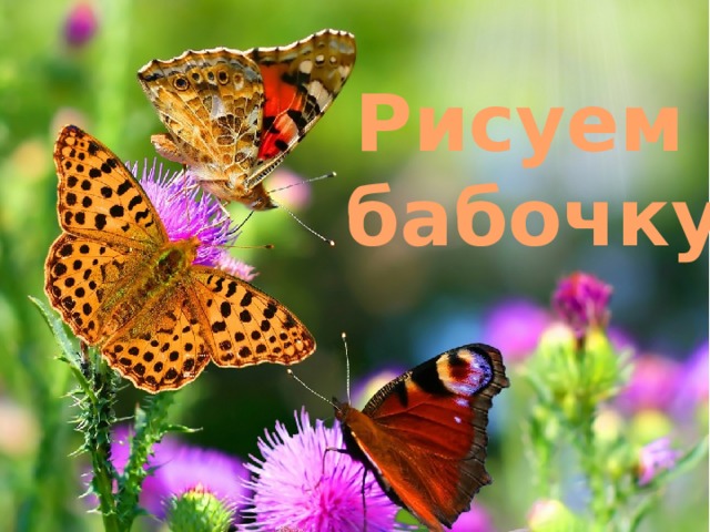 Рисуем  бабочку 