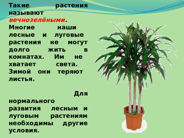 Где комнатные растения растут в природе фото 15