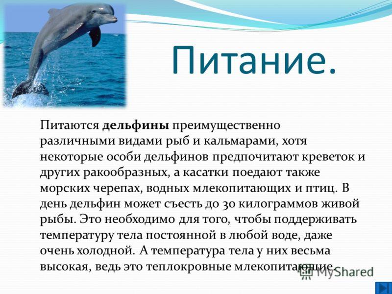 Дельфин относится к группе животных. Дельфин описание 2 класс. Сообщение о дельфинах. Доклад про дельфинов. Рассказ о дельфине.