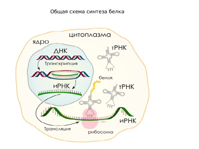 Общая схема синтеза белка