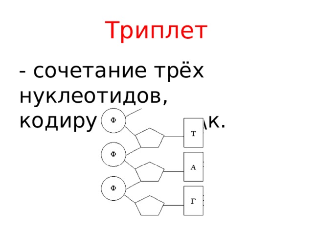 Триплет - сочетание трёх нуклеотидов, кодирующих 1 а\к.