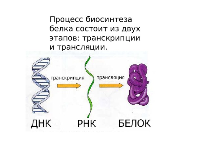 Процесс биосинтеза белка состоит из двух этапов: транскрипции и трансляции.