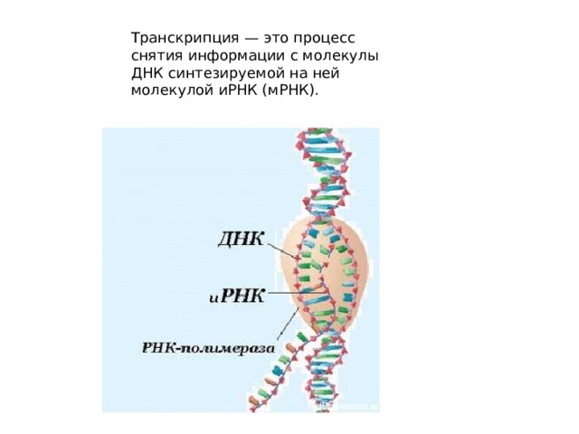 Транскрипция — это процесс снятия информации с молекулы ДНК синтезируемой на ней молекулой иРНК (мРНК).