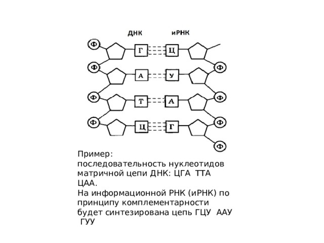 Пример: последовательность нуклеотидов матричной цепи ДНК: ЦГА ТТА ЦАА. На информационной РНК (иРНК) по принципу комплементарности будет синтезирована цепь ГЦУ ААУ ГУУ