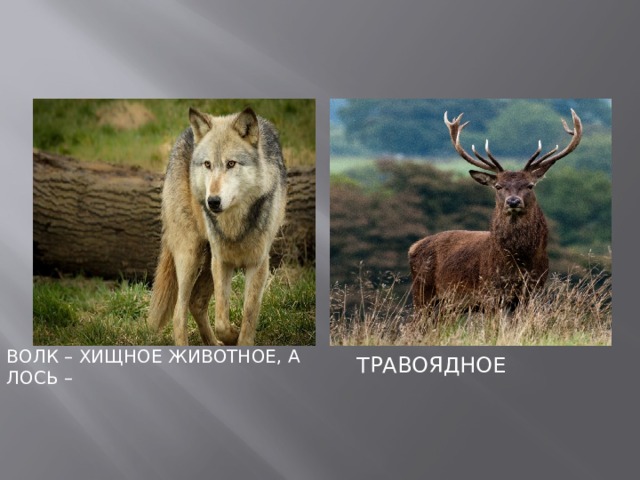 Волк – хищное животное, а лось – травоядное 