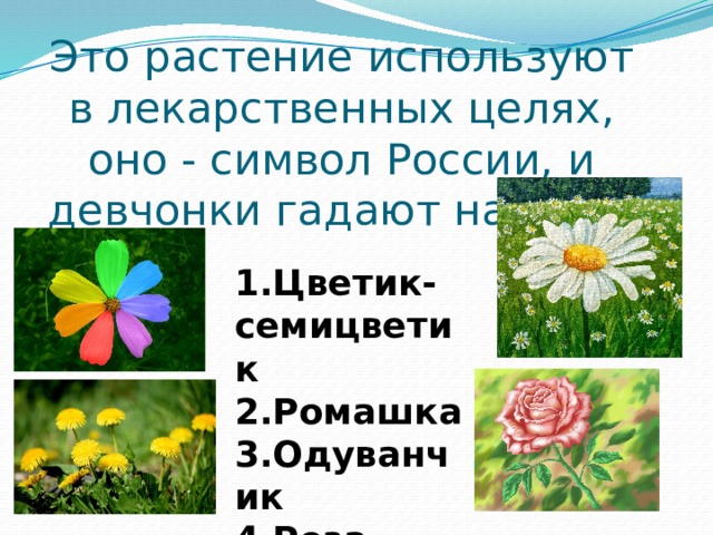Это растение используют в лекарственных целях, оно - символ России, и девчонки гадают на нём. 1.Цветик-семицветик 2.Ромашка 3.Одуванчик 4.Роза 