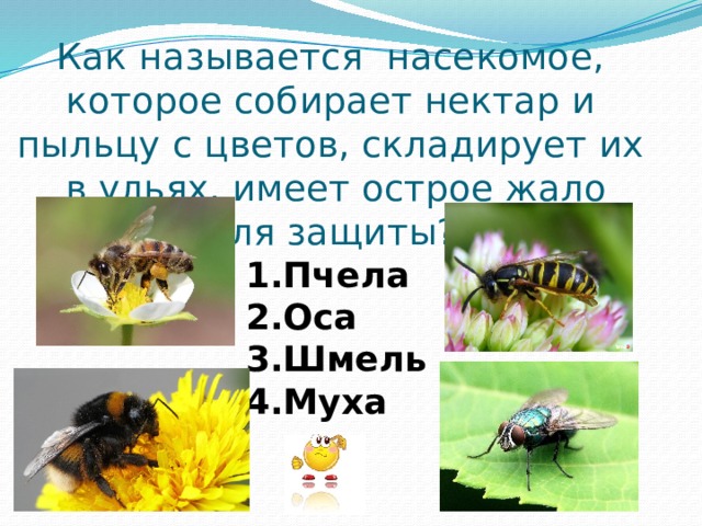 Как называется насекомое, которое собирает нектар и пыльцу с цветов, складирует их  в ульях, имеет острое жало для защиты? 1.Пчела 2.Оса 3.Шмель 4.Муха 