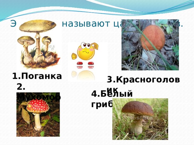 Этот гриб называют царем грибов. 1.Поганка 3.Красноголовик  4.Белый гриб 2. Мухомор 