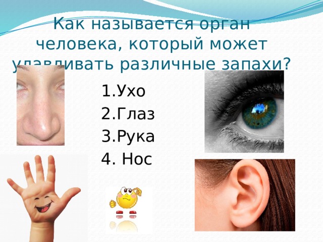 Как называется орган человека, который может улавливать различные запахи? 1.Ухо 2.Глаз 3.Рука 4. Нос 