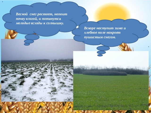Весной снег растает, напоит почву влагой, и потянутся молодые всходы к солнышку. Вскоре наступит зима и хлебное поле накроет пушистым снегом. 