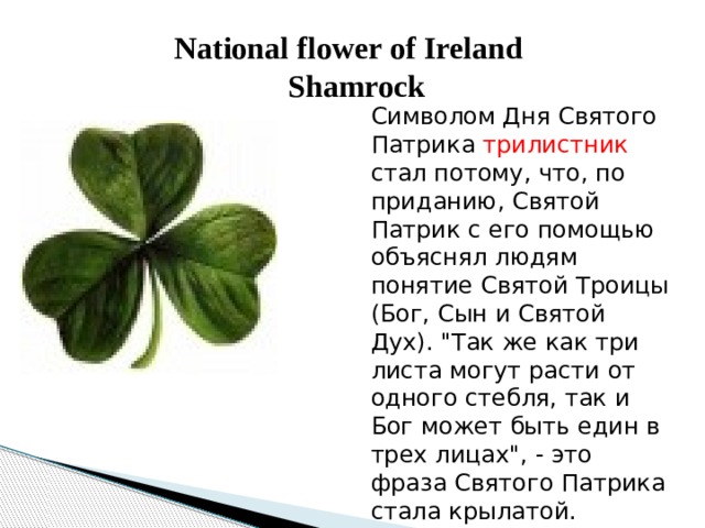 Shamrock symbol of ireland