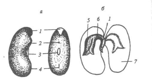 Рубчик и семявход у фасоли рисунок