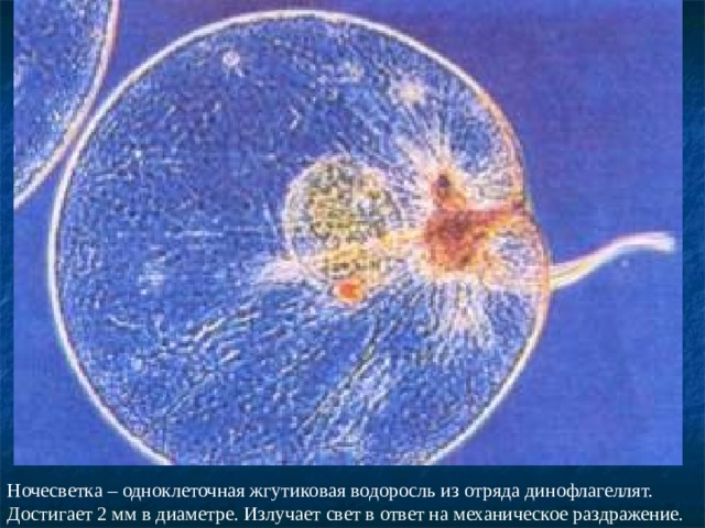 Ночесветка – одноклеточная жгутиковая водоросль из отряда динофлагеллят. Достигает 2 мм в диаметре. Излучает свет в ответ на механическое раздражение. 