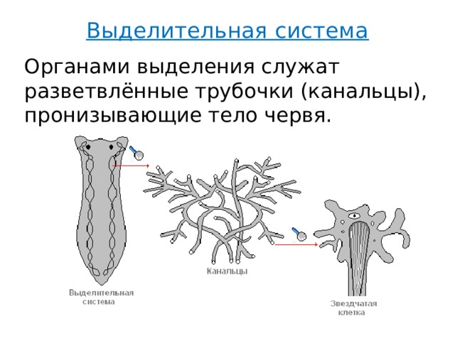 Выделительная система представлена