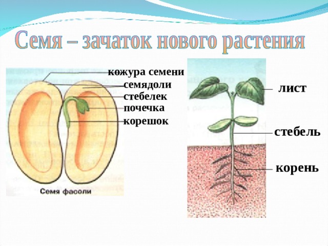 Строение семени 6 класс биология таблица. Этапы прорастания семян 6 класс биология. Кожица семян. Условия прорастания семян 6 класс биология. Прорастание семян 6 класс биология презентация.