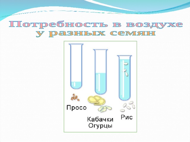 А знаешь ли ты, что количество воды, которое могут поглотить при набухании семена разных растений, неодинаково, и потребность в воздухе у них различная? Семена засухоустойчивых растений (например, проса) поглощают воды в несколько раз меньше собственного веса. Семена огурцов и кабачков поглощают воды в несколько раз больше, чем просо. А вот семена риса, который всегда растет 
