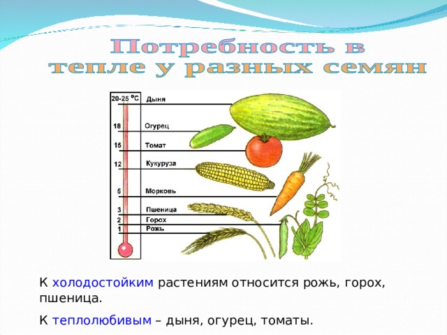 К холодостойким растениям относится рожь, горох, пшеница. К теплолюбивым – дыня, огурец, томаты. 