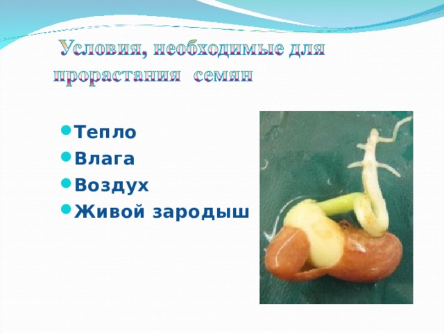 Тепло Влага Воздух Живой зародыш    