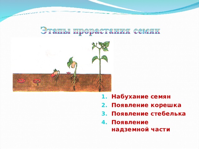 Набухание семян Появление корешка Появление стебелька Появление надземной части 