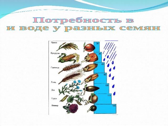 А знаешь ли ты, что количество воды, которое могут поглотить при набухании семена разных растений, неодинаково, и потребность в воздухе у них различная? Семена засухоустойчивых растений (например, проса) поглощают воды в несколько раз меньше собственного веса. Семена огурцов и кабачков поглощают воды в несколько раз больше, чем просо. А вот семена риса, который всегда растет 