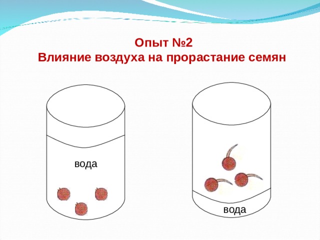 Опыт №2 Влияние воздуха на прорастание семян вода вода 