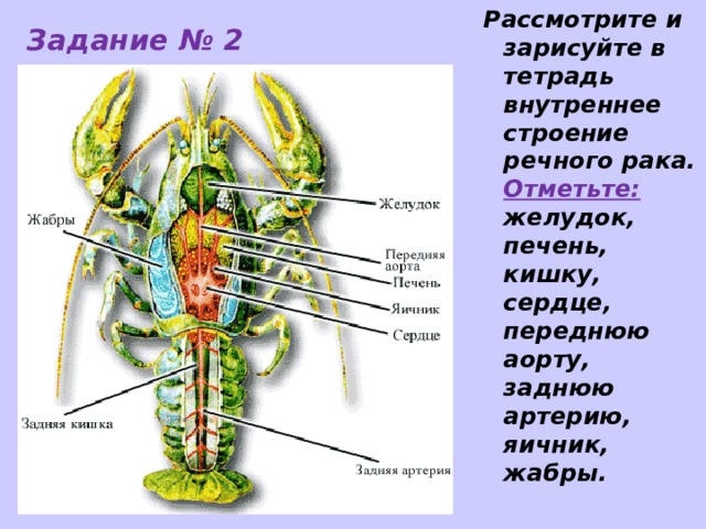 Какие жабры у рака. Пёстрый Скорпион внутренне строение. Где находятся жабры. Передняя аорта у ракообразных какая система. У каких животных жабры расположены на отростках ног.