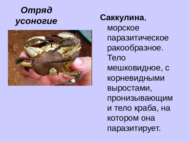 Отряд усоногие Саккулина , морское паразитическое ракообразное. Тело мешковидное, с корневидными выростами, пронизывающими тело краба, на котором она паразитирует. 