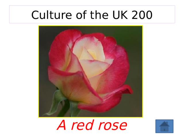 Culture of the UK 200 A red rose 
