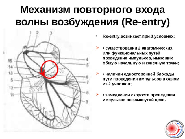Механизм повторного входа волны возбуждения ( Re-entry) Re-entry возникает при 3 условиях:  • существовании 2 анатомических или функциональных путей проведения импульсов, имеющих общую начальную и конечную точки;   • наличии односторонней блокады пути проведения импульсов в одном из 2 участков;   • замедлении скорости проведения импульсов по замкнутой цепи. 