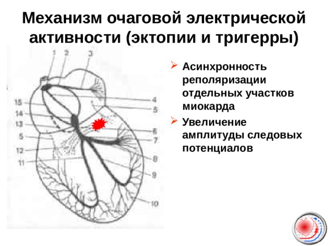 Механизм очаговой электрической активности (эктопии и тригерры) Асинхронность реполяризации отдельных участков миокарда Увеличение амплитуды следовых потенциалов  