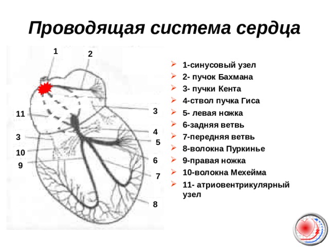 Проводящая система сердца 1 2 1-синусовый узел 2- пучок Бахмана 3- пучки Кента 4-ствол пучка Гиса 5- левая ножка 6-задняя ветвь 7-передняя ветвь 8-волокна Пуркинье 9-правая ножка 10-волокна Мехейма 11- атриовентрикулярный узел 3 11 4 3 5 10 6 9 7 8 
