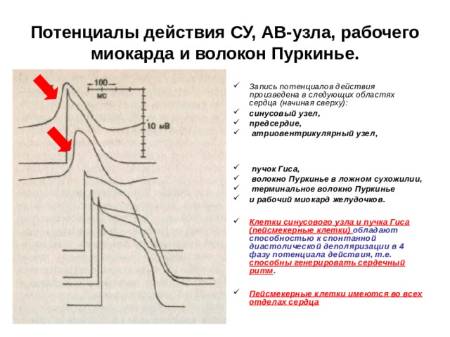 Потенциалы действия СУ, АВ-узла, рабочего миокарда и волокон Пуркинье. Запись потенциалов действия произведена в следующих областях сердца (начиная сверху): синусовый узел, предсердие,  атриовентрикулярный узел,    пучок Гиса,  волокно Пуркинье в ложном сухожилии,  терминальное волокно Пуркинье и рабочий миокард желудочков.   Клетки синусового узла и пучка Гиса (пейсмекерные клетки) обладают способностью к спонтанной диастолической деполяризации в 4 фазу потенциала действия, т.е. способны генерировать сердечный ритм .  Пейсмекерные клетки имеются во всех отделах сердца  