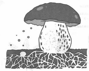 Рассмотрите изображение белого гриба и выполните задания 2 вариант