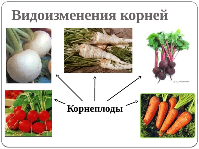 Презентация столовые корнеплоды 6 класс 8 вид