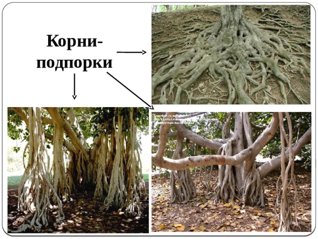 Корни подпорки примеры растений
