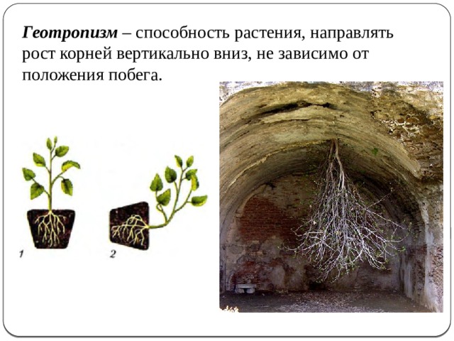 Фототропизм у растений проект