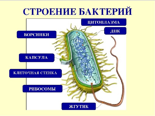 Презентация на тему бактерия