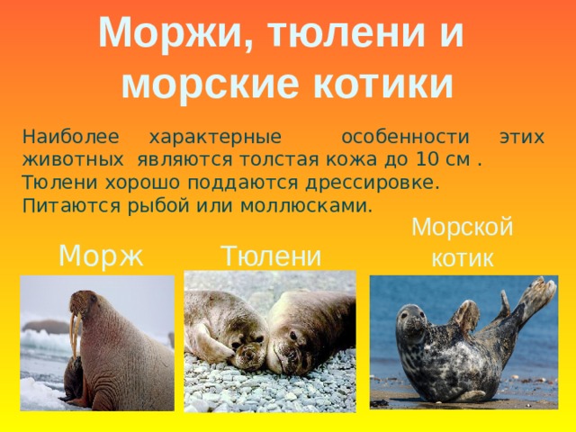 Моржи, тюлени и морские котики Наиболее характерные особенности этих животных являются толстая кожа до 10 см . Тюлени хорошо поддаются дрессировке. Питаются рыбой или моллюсками. Морской котик Морж Тюлени 