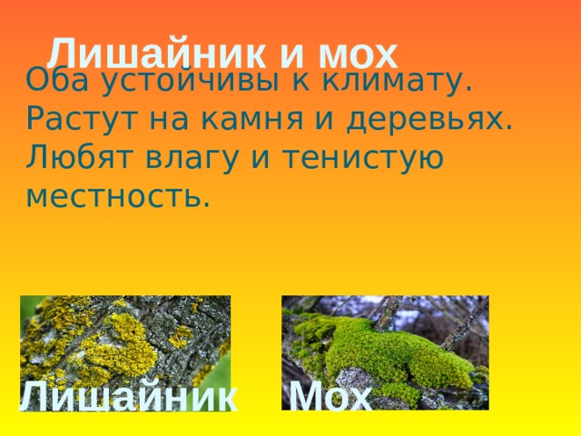 Лишайник и мох Оба устойчивы к климату. Растут на камня и деревьях. Любят влагу и тенистую местность. Лишайник Мох 