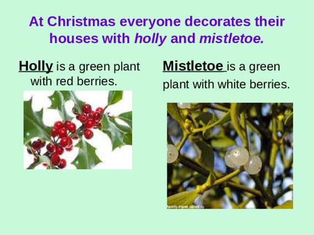 At Christmas everyone decorates their houses with holly and mistletoe. Holly is a green plant with red berries. Mistletoe  is a green plant with white berries. 