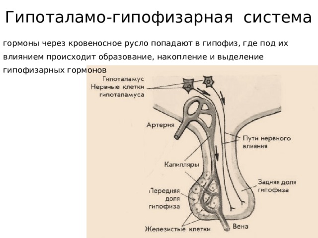 Гипоталамо гипофизарная система гормоны гипоталамуса. Гормоны гипоталамо-гипофизарной системы. Гипоталамо-гипофизарная система схема. Гипоталамо-гипофизарная система гистология. Схема гипоталамо-гипофизарной системы анатомия.