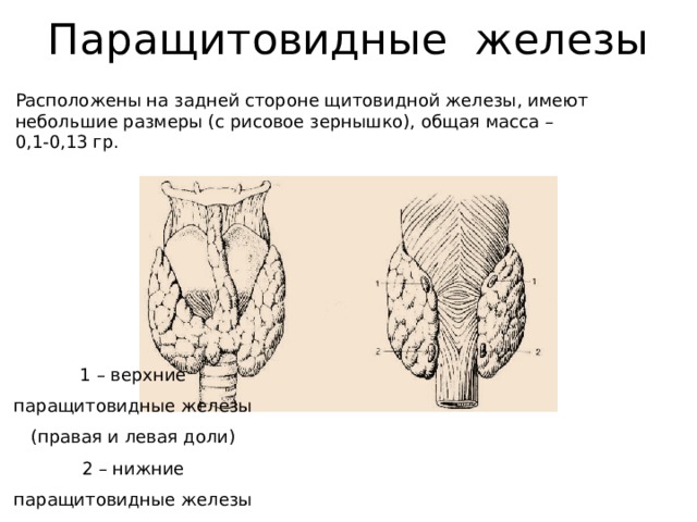 Щитовидная железа паращитовидные железы