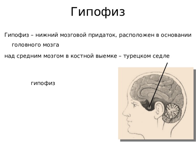 Гипофиз Гипофиз – нижний мозговой придаток, расположен в основании головного мозга над средним мозгом в костной выемке – турецком седле  гипофиз 